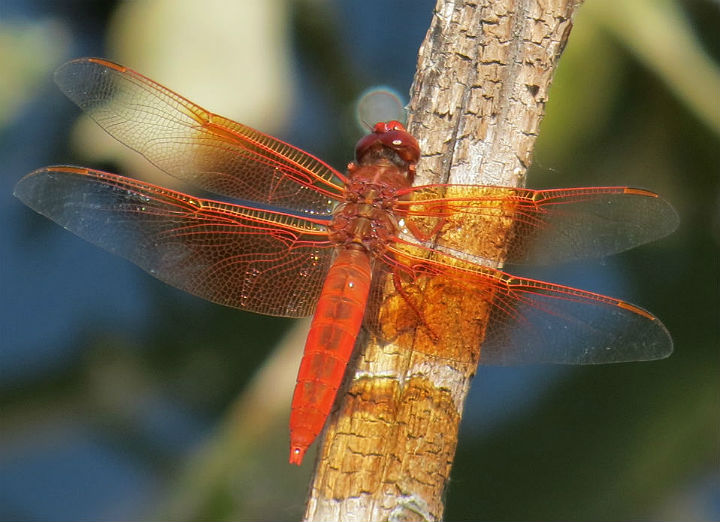 Flame Skimmer